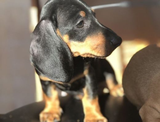 Такса: Чорно-Підпалі Цуценята — Маленькі Класики Великої Породи