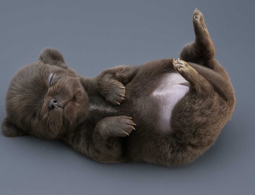 Чихуахуа (Міні): Лілова Довгошерста Дівчинка