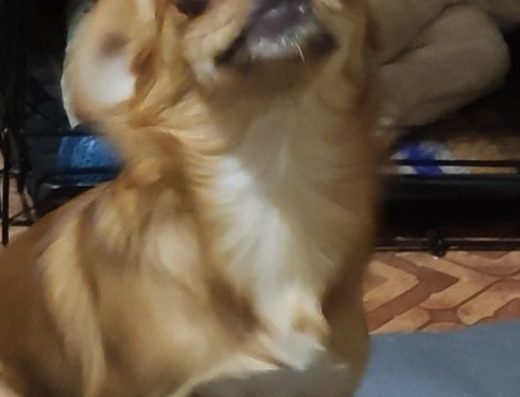 Чікобарі: Мила Підрощена Дівчинка