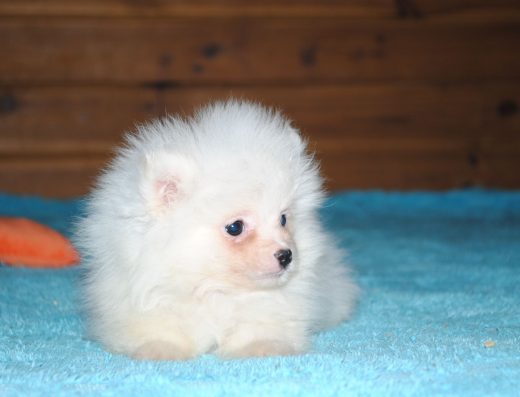 Міні Померанський Шпіц (Хлопчик)