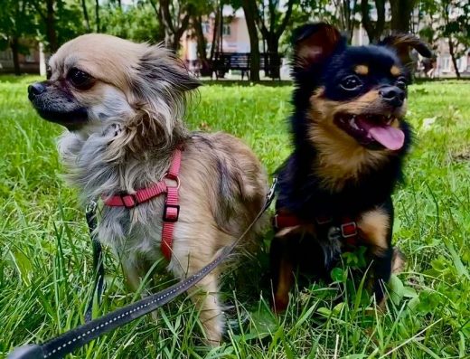 Чихуахуа: Цуценята Шукають Дім!