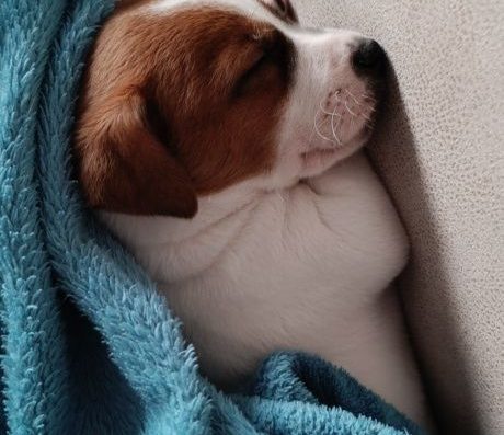 Цуценя Джек Рассел Тер’єр (Хлопчик)