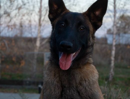 Малінуа (Бельгійська Вівчарка): Ідеальний Компаньйон