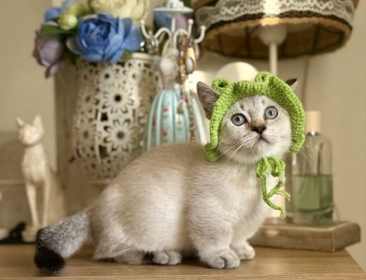 Манчкін (Хлопчик): Малюк із Коротенькими Лапками