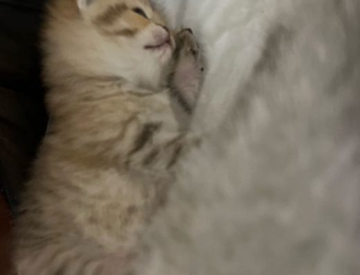 Бронювання Відкрито: Кошенята Сріблястої Шиншили