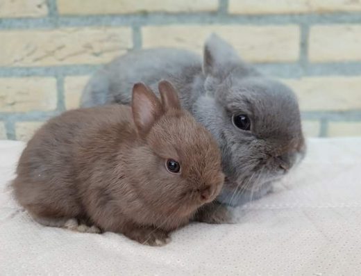 Розплідник «Marketzoo»: Карликові Міні-Кролики Lion Lop, Баранчик — Опт/Роздріб!