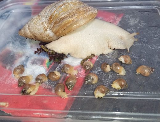 Продам Діток Равликів Ахатіни