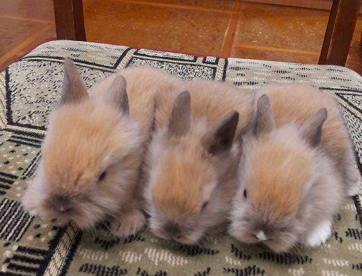 Декоративні Карликові Міні-Кролики: Власний Розплідник