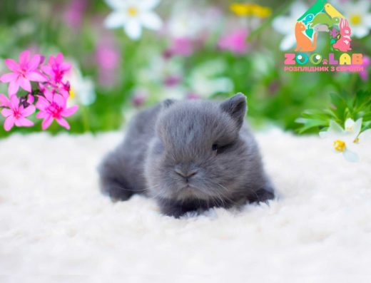 Міжнародний Розплідник “Zoo.lab”: Нідерландський Карлик