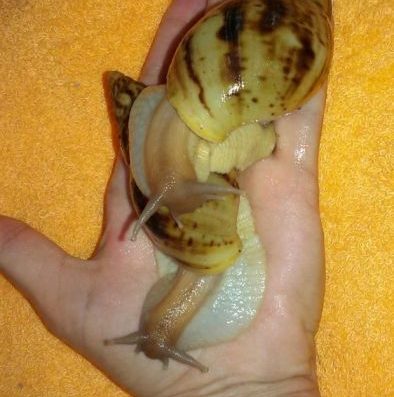 Равлики Сухопутні: Караколус Екзи та Ахатина Ретикулята