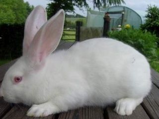 Продаю Кроликів Породи Термонська Біла: Дорослі та Молодняк