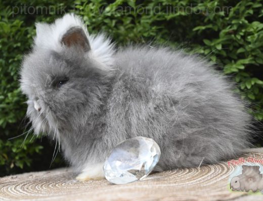 Карликові Кролики Ангора: Пухнасті, Ручні, Щеплені