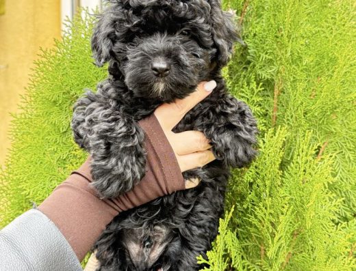 Милі цуценята Йоркіпу