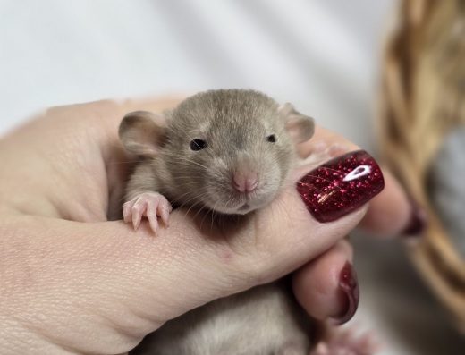 Ручні Щурята Дамбо та Стандарт: Домашній Розплідник