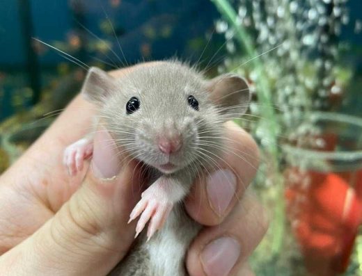 Продаж Декоративних Пацюків Дамбо: Ручні Малюки (1 Міс.)