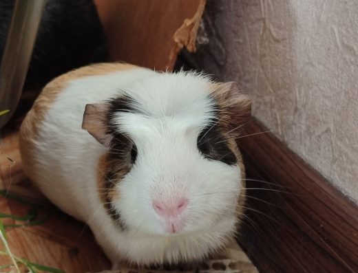 Продам Морську Свинку: 3 Місяці, Здоровий, Ласкавий