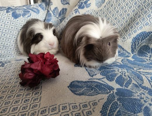 Продам Морські Свинки (Порода Коронет)