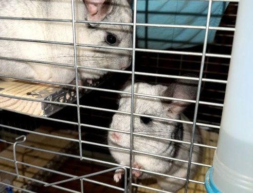 Продаються Пухнасті Сонечка (Шиншили)