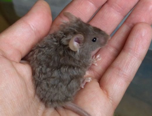 Мишенята Породи Тексель (Кучеряві) та Сатин (Блискучі)