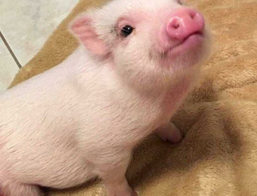 Чудові Носики: Мініпіг (Карликова Свинка) — Розумний, Охайний Улюбленець для Квартири