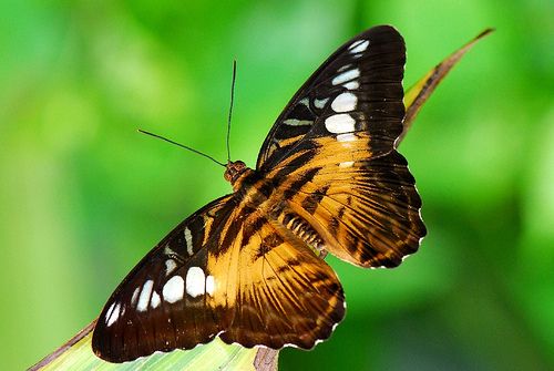 Купити Живих Тропічних Метеликів в Україні: Ферма, Доставка, Оригінальний Подарунок