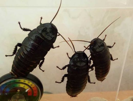 Мадагаскарський Шиплячий Тарган: Різні Розміри