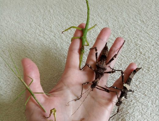 Продам Палочники (Комахи): Унікальні Улюбленці