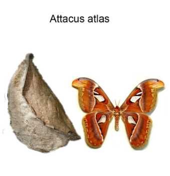 Купити Живих Метеликів та Лялечок