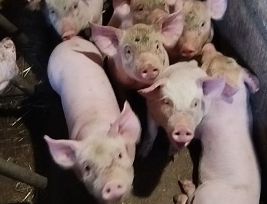 Продам Поросят Породи Петрен