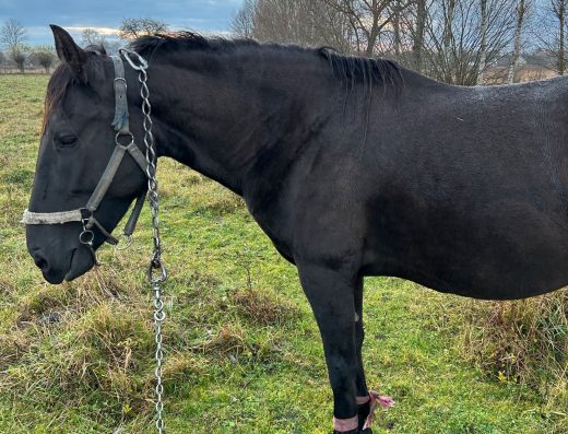 Продається Кобила з Лошам: Чорна, Спокійна, В Упряжі та Під Сідлом