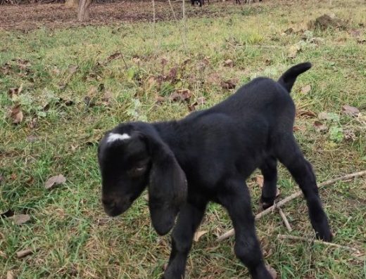 100% Англо-Нубійські Кози