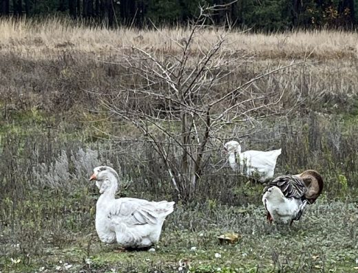 Гуси Холмогори на Розведення