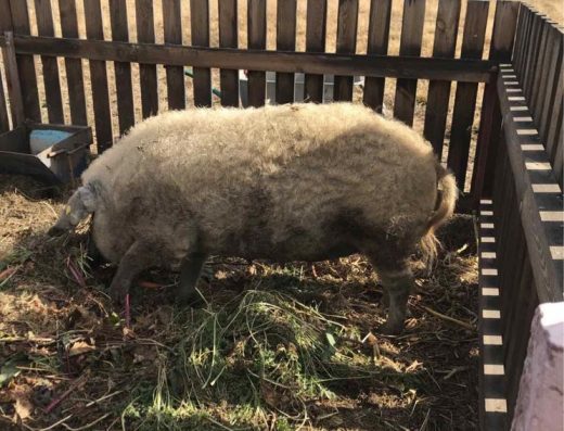 Продаються Поросна Свиня та Кабан: Чистокровна Угорська Пухова Мангалиця