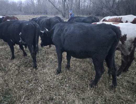 Продам Тільних Телиць (ВРХ): Різні Терміни Тільності