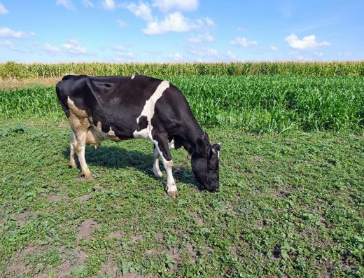 Продам Корову Голштинської Породи