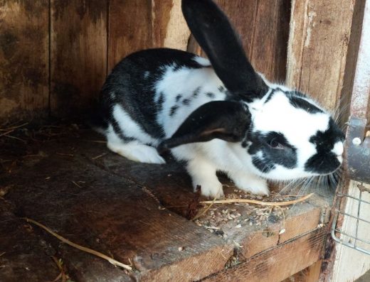 Продаються Кролі: Вік від 1,5 Місяця