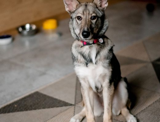 Віддам У Добрі Руки Цуценя Лайки (5 Місяців)