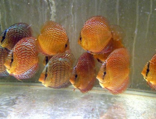 Дискуси від Виробника: Кобра, Туркіс, Пантера, Леопард та Інші Елітні Породи