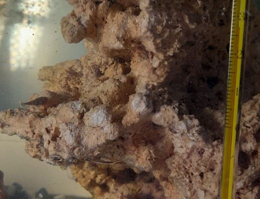 Бронь на Молодняк Сомиків Анцитрусів (1 см)