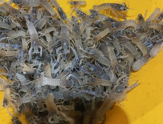 Мальок Австралійського Рака: Для Вирощування в Ставках та УЗВ