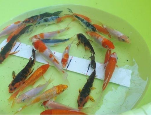 Мальок Коропа Коі та Карася Комети