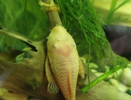 Сомики Анцитруси (Звичайні): Темні та Жовті (3 см+)