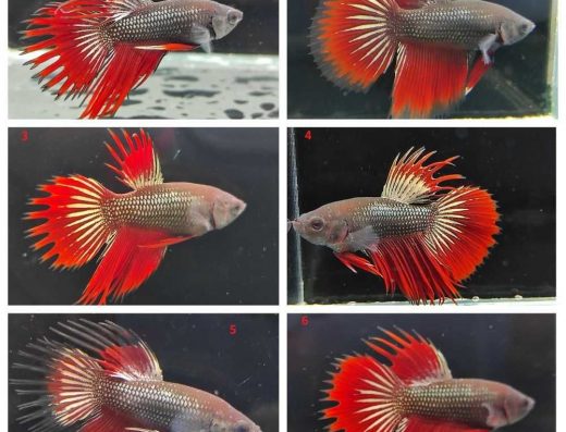 Акваріумні Рибки Півники: 4 Місяці, Невибагливі