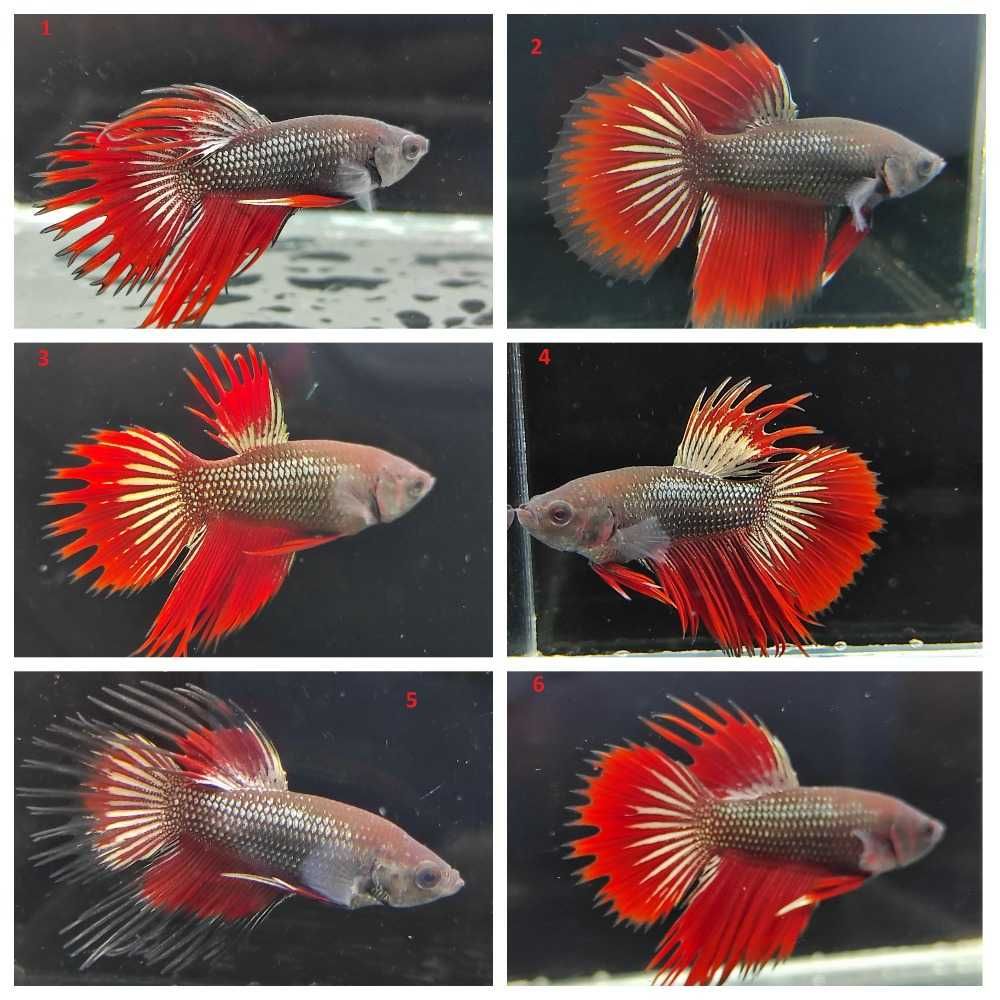 Акваріумні Рибки Півники: 4 Місяці, Невибагливі