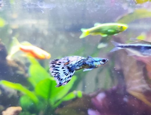 Продам Акваріумних Рибок Гуппі: Мальки та Підлітки