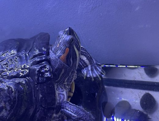 Червоновуха Черепаха (10 Років) + Акваріум і Лампа. Доглянута, Здорова