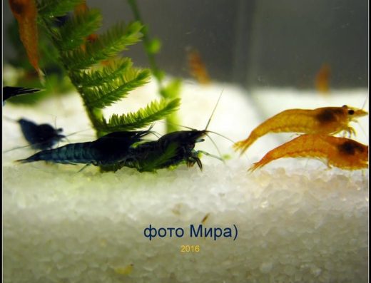 Акваріумні Креветки Неокардина: Усі Кольори