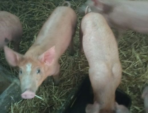 Продам поросят, вирощених на домашніх кормах