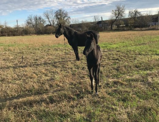 Продам кобилу та лоша