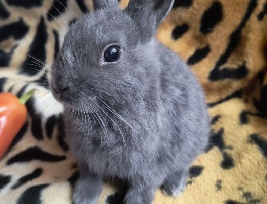 Продаж декоративних кроликів: Міні та карликові породи